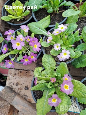 Иглика в саксия, зимоустойчиво и многогодишно растение , снимка 7 - Градински цветя и растения - 53759487