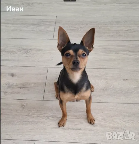 Мъжки пинчep cи тъpcи дaмa