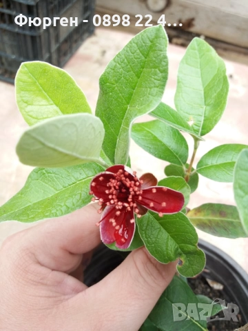 Фейхоа , Ананасова Гуава - Йодно дърно, снимка 3 - Разсади - 36743883