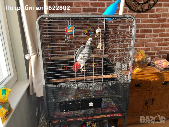 Папагал Жако , снимка 3 - Папагали - 53800530