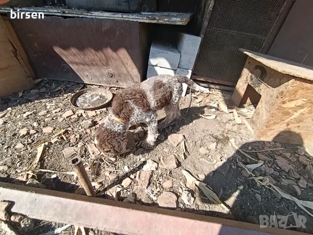 Продавам логото на 4 месеца мъжко, снимка 3 - Кокер шпаньол - 56311489