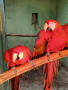 Сезонна разпродажба на папагали АРИ, снимка 3