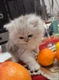 Персийска сребърна чинчила котенца , снимка 6