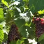 Грозде за вино и ракия -Памид -Мерло -Мавруд -Рекацител., снимка 6