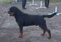 Ротвайлер, снимка 3