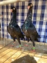 Продавам датски гълъби , снимка 2
