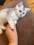 Мъжки котарак за разплод, снимка 3