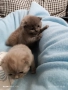 Прекрасни британски котета , снимка 2