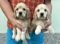 Кокер шпаньол Страхотни , снимка 1