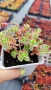 Седум Триколор, Sedum Spurium Tricolor, снимка 7