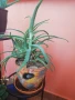 Алое в декоративна саксия, снимка 3