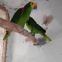 Свободна двойка Синечела Амазона, снимка 1