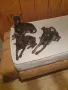 Продавам Сърнист Пинчер , снимка 6