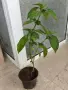 Barleria Барлерия виолетова красота от тропика, снимка 3