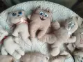 Животинки в примитивен стил, боядисани с кафе, снимка 5