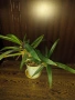 Традесканция рео-75см., снимка 3