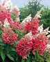 Хортензия Розова Кралица за супер слънце, Hydrangea paniculata `Pink Queen`, снимка 2