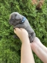 френски булдог/french Buldog, снимка 6