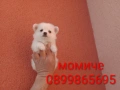 Мини Шпиц - Померан. Мъжки и женски кученца. Снимки от 08.03.26 г. , снимка 10