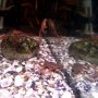 Мини жабче, снимка 1 - Рибки - 35925824