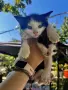 Подарявам малки котенца на 1 месец, снимка 11