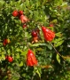 Мини- Нар punica granatum, снимка 4