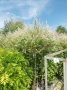  Японска върба Salix Hakuro Nishiki - Фламинго, снимка 9