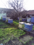 Продавам кошери с пчели, снимка 1 - Други животни - 44837962