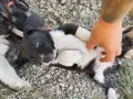 кученца -  женски бебета си търсят свойте любящи стопани , снимка 1