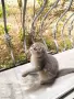 Шотландска клепоуха красавица търси своето семейство! , снимка 3