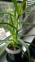 продавам цветя Алое лечебно, снимка 2