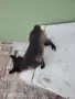 померан шпиц немски  , снимка 6