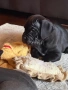 Кане Корсо / Cane Corso, снимка 10