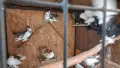 продавам руски гълъби, снимка 2