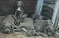 Америщанско Були Хл American bully Xl , снимка 1