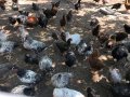 Катунски Кокошки и Петли , снимка 9