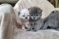 Британски дългокосмести котета , снимка 5