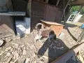 Продавам логото на 4 месеца мъжко, снимка 1