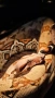 Боа Удушвач / Boa Constrictor , снимка 1