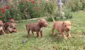 Чистокръвни Питбулчета, снимка 4
