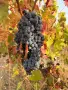 🍇 ПРОДАВАМ ВИНЕНО ГРОЗДЕ МЕРЛО – ДИРЕКТНО ОТ ПРОИЗВОДИТЕЛ, ЛОМ, снимка 1