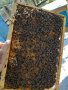 пчелни майки карпатки и отводки, снимка 3