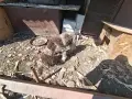 Продавам логото на 4 месеца мъжко, снимка 3