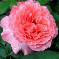 Роза 6, снимка 3 - Градински цветя и растения - 41780219