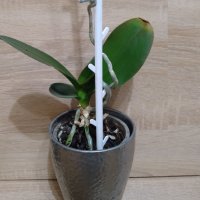  Опорна пръчка за орхидея цветя , снимка 5 - Други - 35802219
