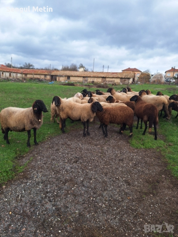 Продавам 30 бр плевенски черноглави овце , снимка 1