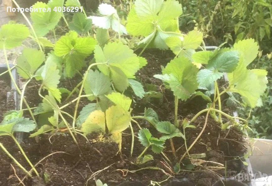 ягоди разсад в табли , снимка 1