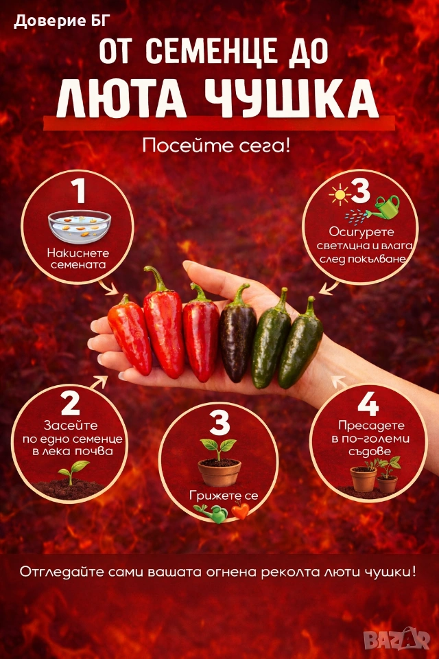 Най-продаваните люти чушки – селекция , снимка 1