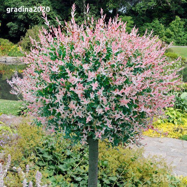 Японска върба Salix Hakuro Nishiki - Фламинго, снимка 1