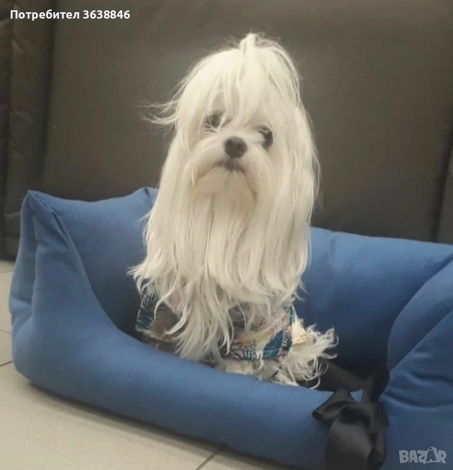 малтийска болонка тeakup, снимка 1